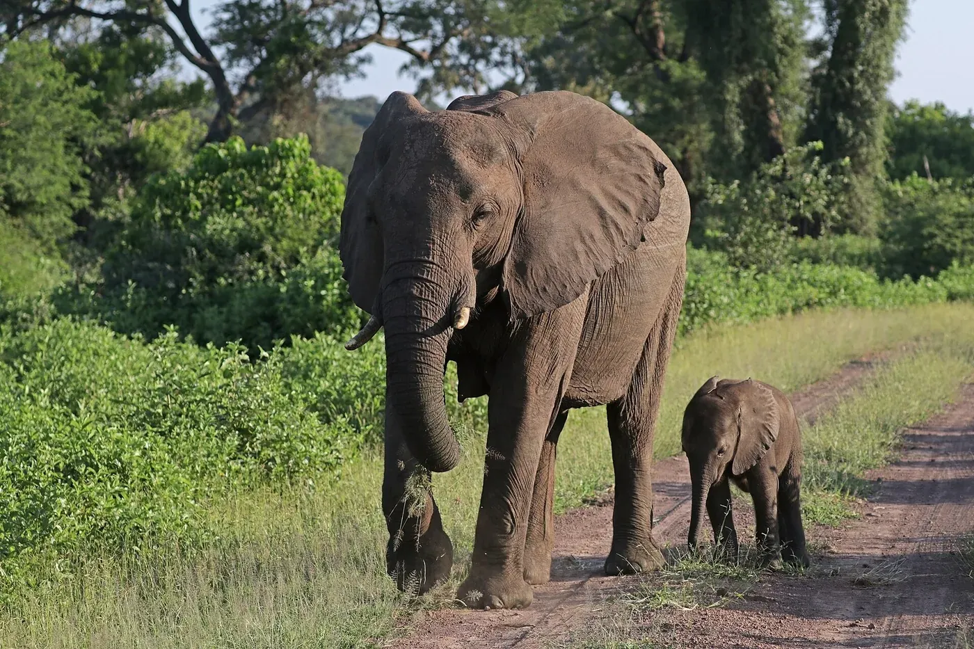 An African bush elephant walking along a green track with her small calf close beside her