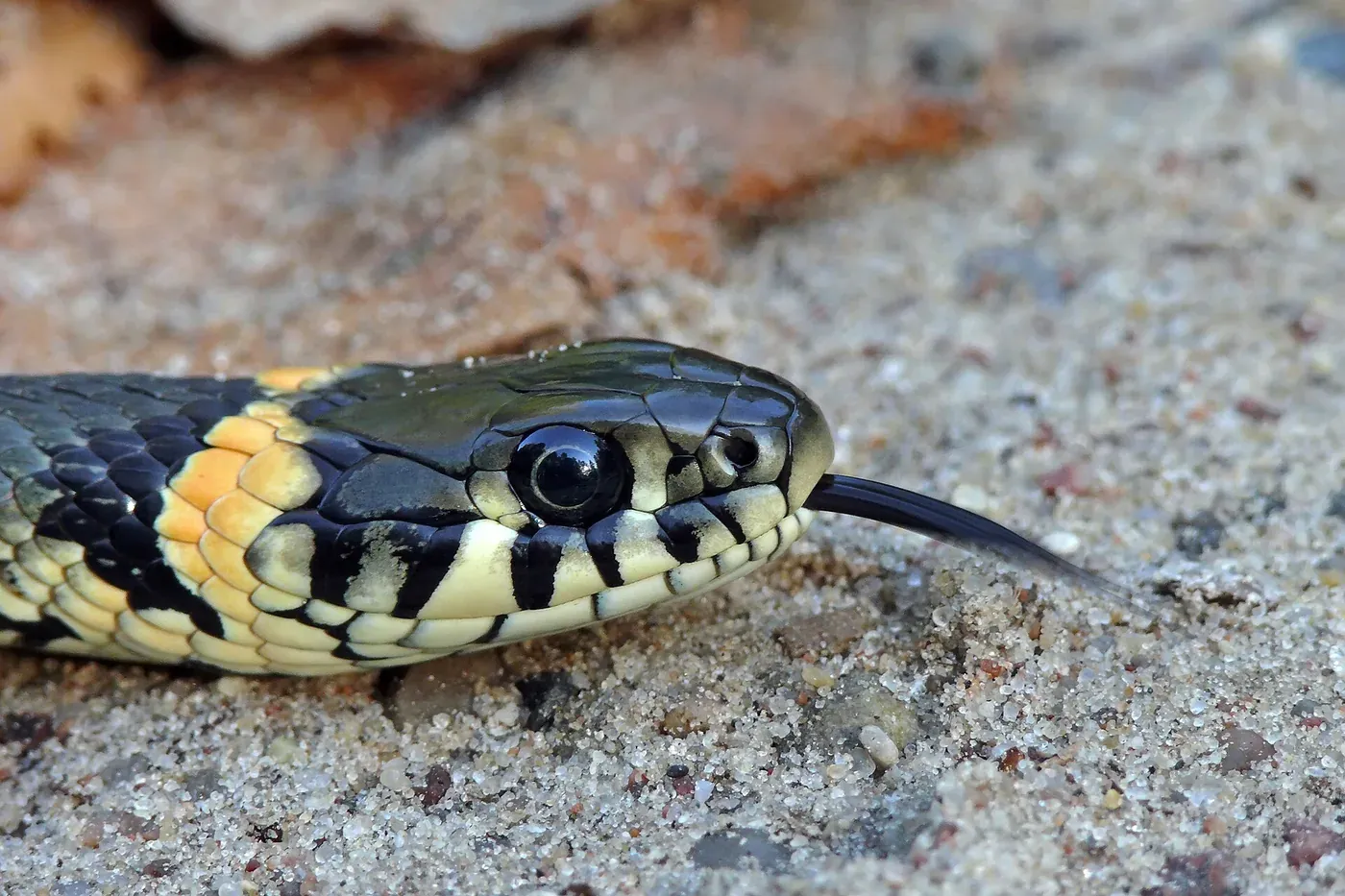 A grass snake resting on sand with its forked tongue out, showing a yellow and black collar behind its head