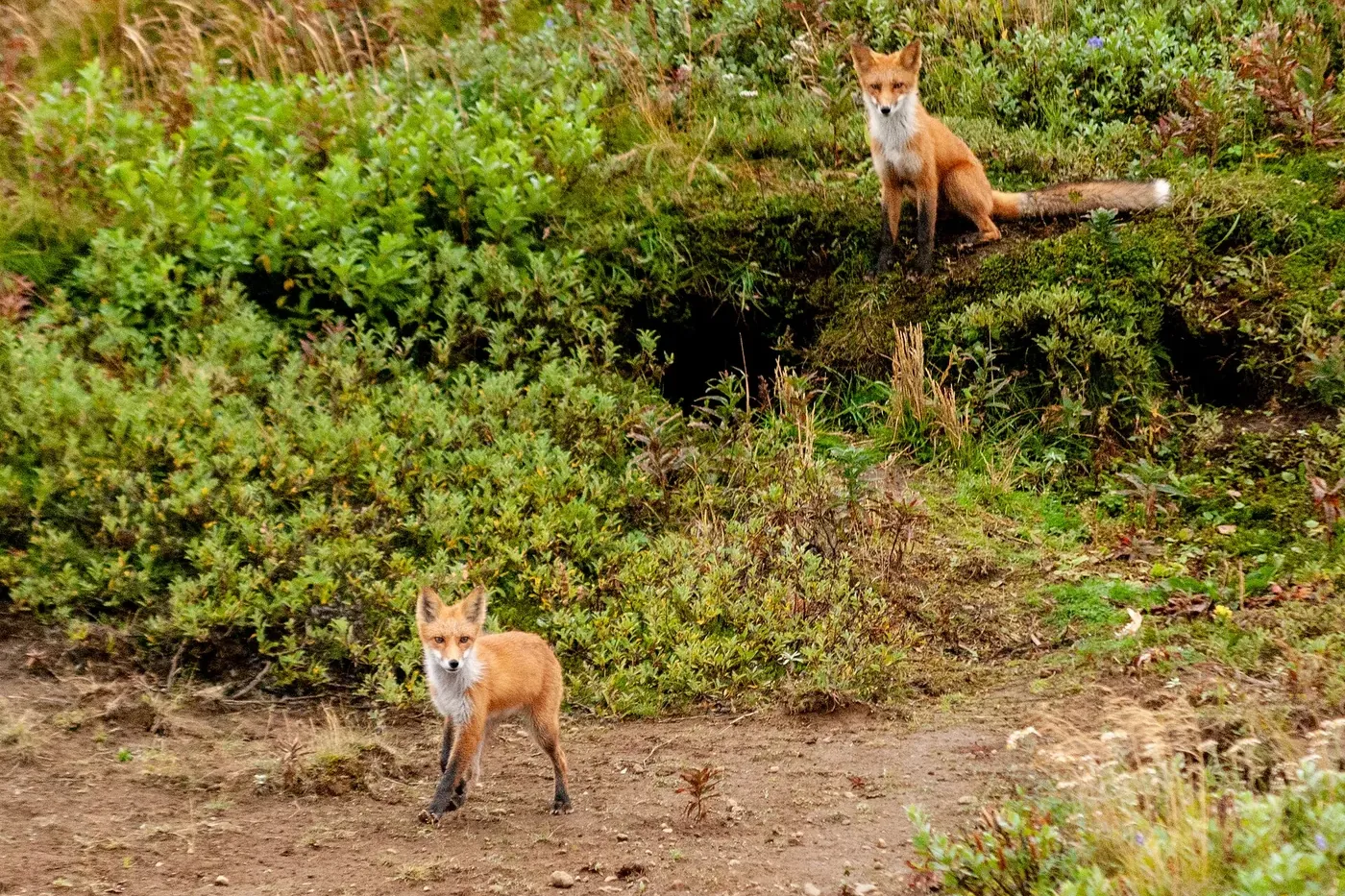 Two red foxes on a grassy bank near their den, one sitting up and one walking on the sandy path below