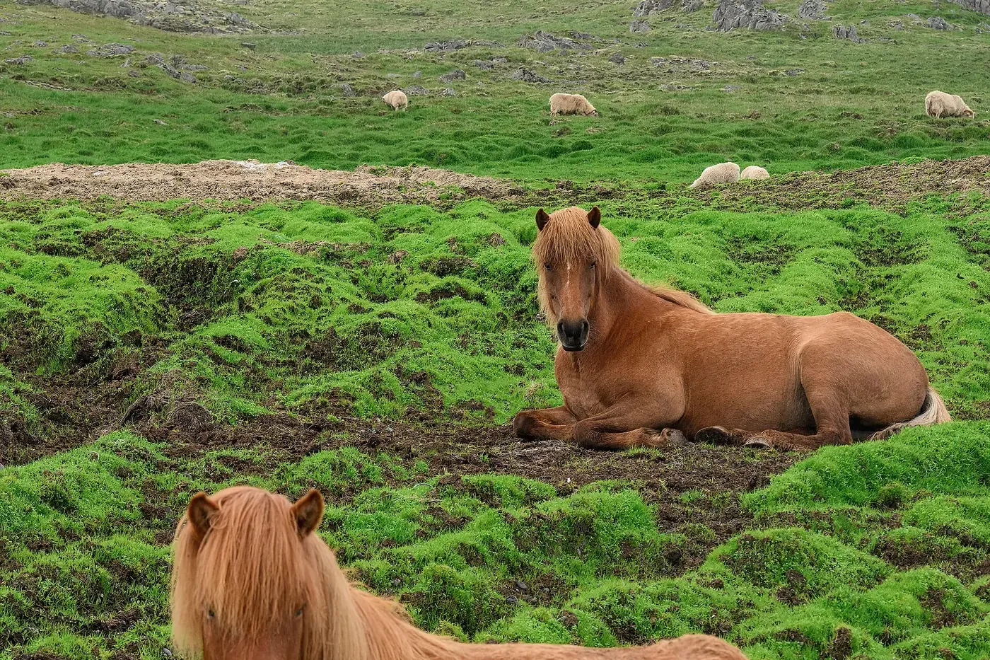 Two chestnut horses resting on a green grassy hillside beside a wooden fence