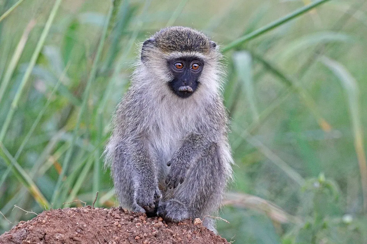 A young vervet monkey with grey fur and a dark face sitting upright on a mound of earth in tall grass