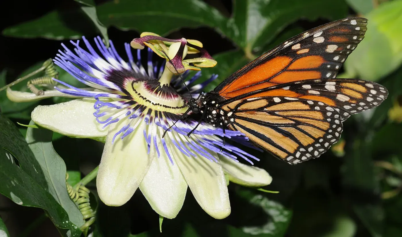 A monarch butterfly with orange and black wings feeding on a purple passionflower