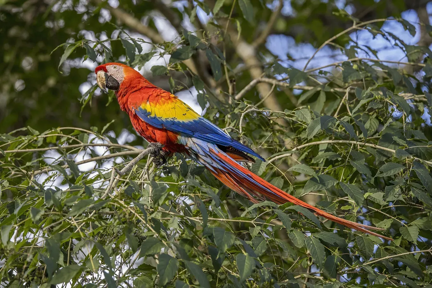 A scarlet macaw with red, yellow and blue feathers perched among green leaves