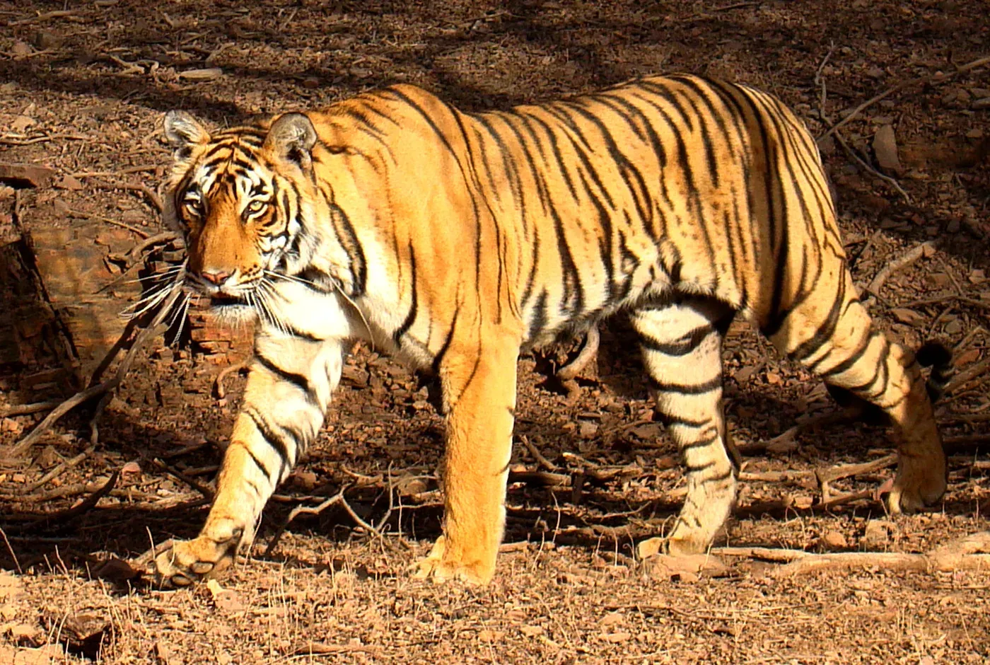 A wild Bengal tiger walking across dry ground in Ranthambhore, its orange coat marked with black stripes